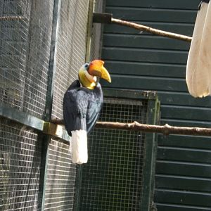Wrinkled Hornbill 30/07/2017