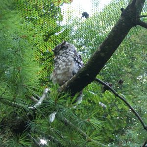 Spotted Eagle Owl 30/07/2017