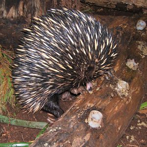 Short-beaked Echidna 30/07/2017