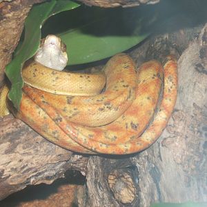Amazon Tree Boa 30/07/2017