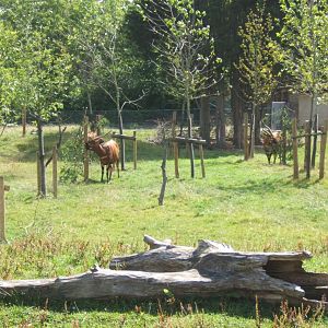 Bongo enclosure 31/07/2017