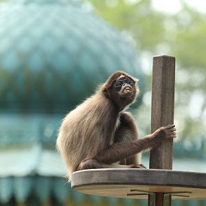 Brown spider monkey (June 2013)