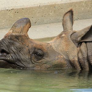 Indian rhino (June 2013)