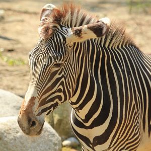 Grévy's zebra (June 2013)