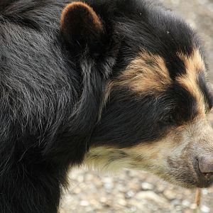 Spectacled bear (June 2013)