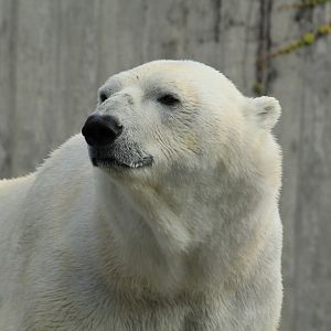 Polar bear (June 2013)
