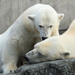 Polar bears (June 2013)
