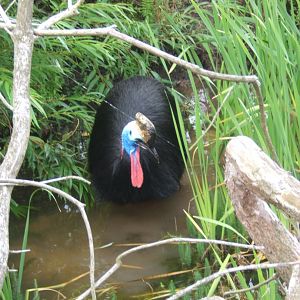 Double-wattled Cassowary gone for a paddle 31/07/2017