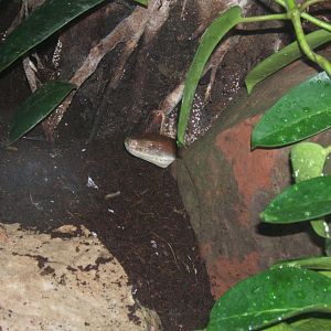 Mollendorff's Rat Snake 31/07/2017