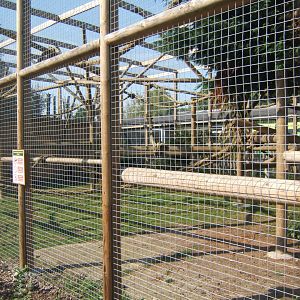 View of Barbary Macaque enclosure 27/08/2017