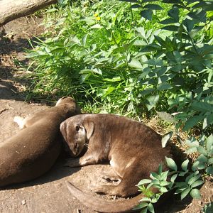 Smooth-coated Otter 27/08/2017