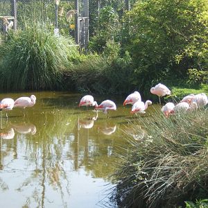 Chilean Flamingo's 27/08/2017