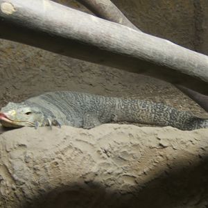 Gray's Monitor 27/08/2017