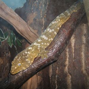 Henkels Giant Gecko 27/08/2017