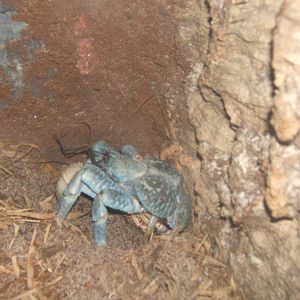 Coconut Crab 27/08/2017