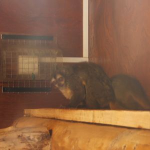 Spix's Douroucouli 27/08/2017