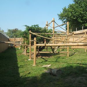 View of Mandrill enclosure 27/08/2017