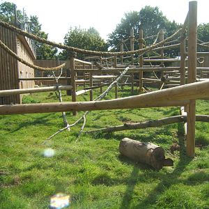 View of Mandrill enclosure 27/08/2017
