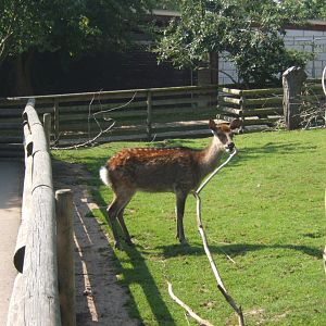 Sika Deer 27/08/2017