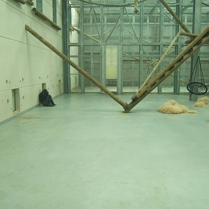 View inside the Chimp House 27/08/2017