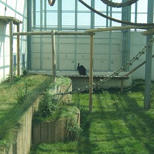 View of the outdoor Chimps 27/08/2017