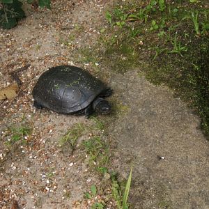 European Pond Turtle 27/08/2017