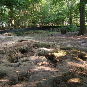 View of Badger enclosure 27/08/2017