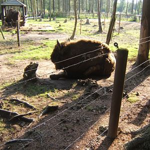 Wisent 27/08/2017