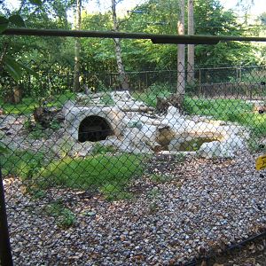 View of Arctic Fox enclosure 27/08/2017