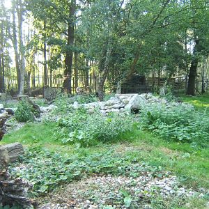 View of Arctic Fox enclosure 27/08/2017