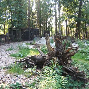 View of Arctic Fox enclosure 27/08/2017
