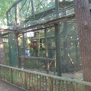 View of part of the Pine Martens enclosure 27/08/2017