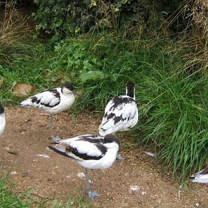 Avocets 10/09/2017