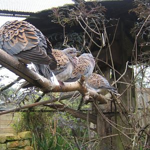 Red Turtle Doves 10/09/2017