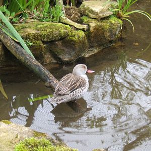 Cape Teal 10/09/2017