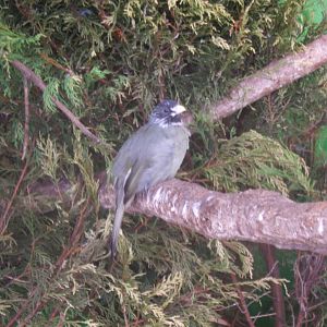 Collared Finchbill 10/09/2017