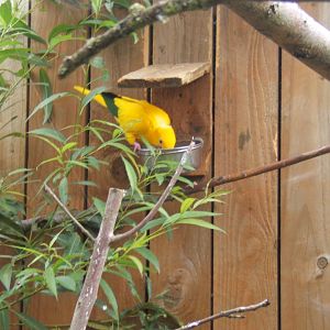 Golden Conure 10/09/2017