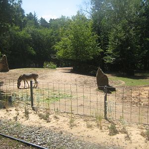 Nürnberg Tiergarten - Wild ass exhibit
