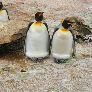 King Penguins 10/09/2017