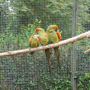 Red-fronted Macaw 10/09/2017