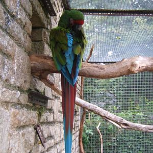 Military Macaw 10/09/2017