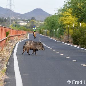 javelina on bike path