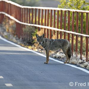 coyote on bike path