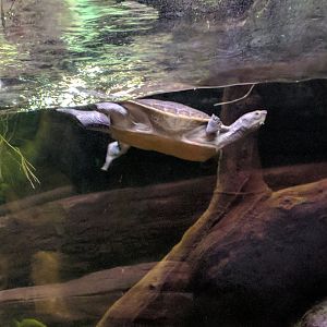 Turtle Indonesian Rainforest Pavillon Zoo Praha 2018