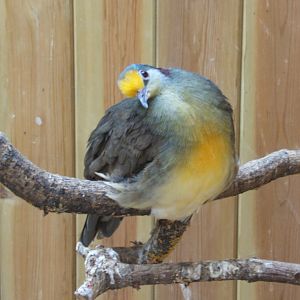 Sulawesi Ground Dove 10/09/2017