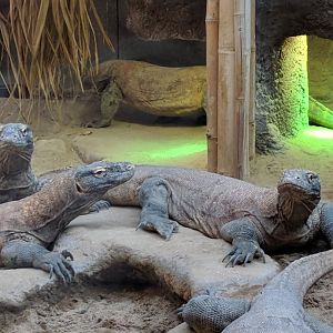 Komodo Dragons Zoo Praha 2018