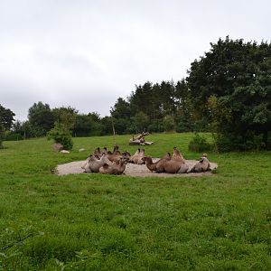 Enclosure for Bactrian camel in Givskud Zoo