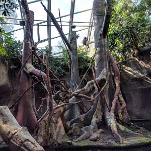 Pig Tailed Maqaque Enclosure Zoo Praha 2018