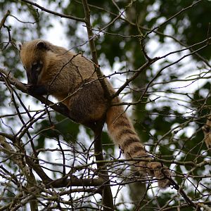 Rng-tailed coati in Givskud Zoo