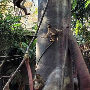 Baby Pig Tailed Maqaque Zoo Praha 2018